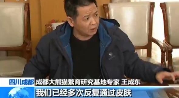成都大熊猫繁育研究基地8只大熊猫眼部脱毛与螨虫无关原因尚未查明