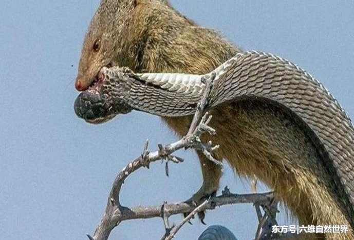 �߫B���۲�׽����ֻ���ϵڶ�����һ��һ���ͷ����ȥ��
