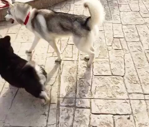遛狗不带牵引绳,两只牧羊犬将70岁老太撞骨折