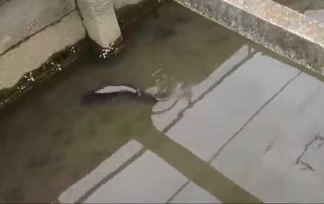 ũ���ϼҵĹ�����ˮ������ˮ���룬ˮ��Ұ��ȫ�����׶��ӣ�