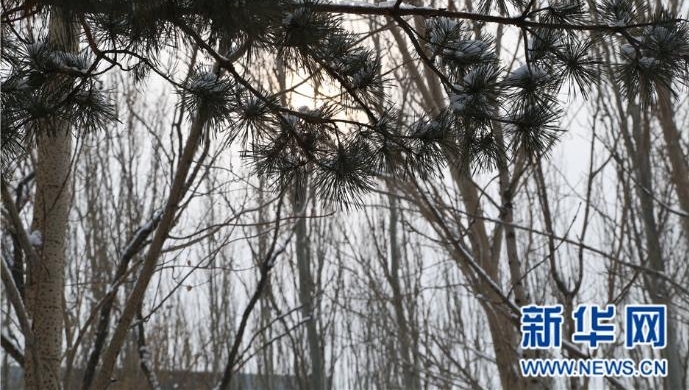 沈阳一公司放2小时“赏雪假”让员工雪中撒欢儿