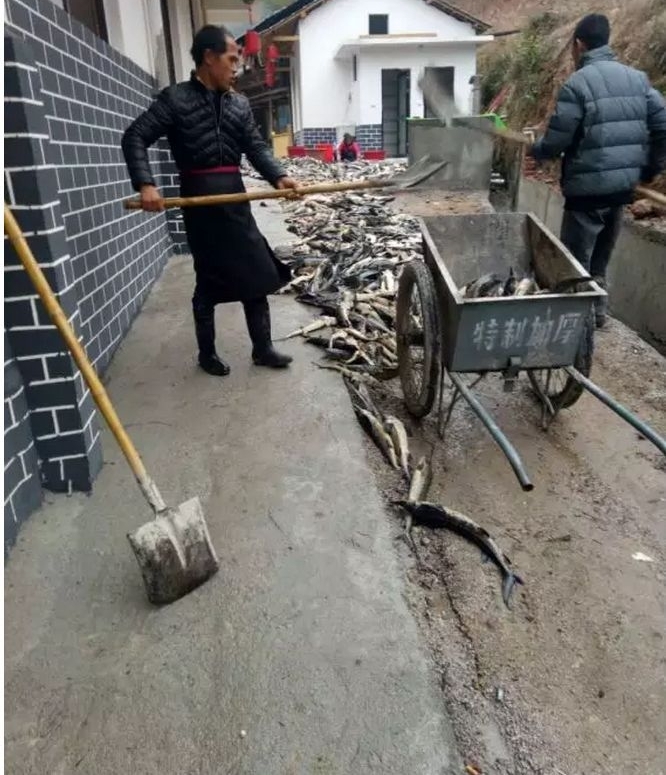 桂林12口鱼塘惨遭投毒?直接经济损失达25万元!