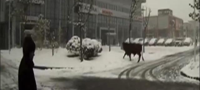 ��ѩ����ţǱ�� ��·�Ϻ��ֱײ���񾯹��ϻ���