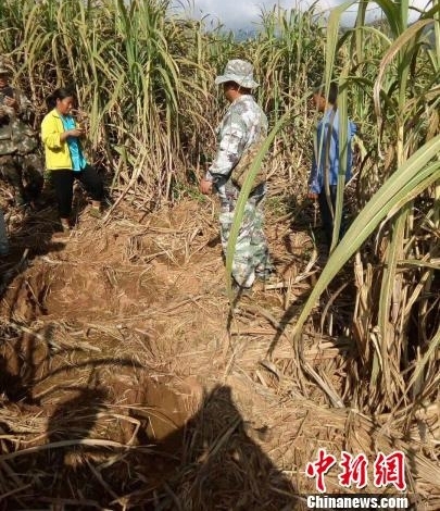 西双版纳16头野象进村采食甘蔗 当地加强监测防范