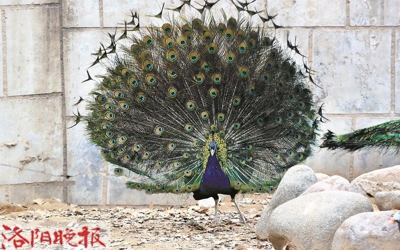 �������ǹ�԰����ġ���װ����ɶ�������ߴ�������
