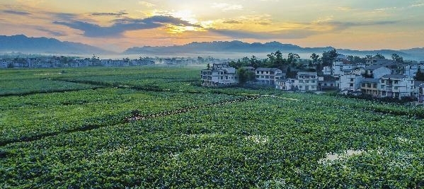 一篇《荷叶上的村庄》让开江有了国际范儿
