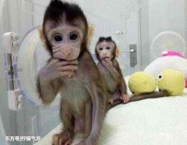 һ���ë�伸��ֻ���Ӳ������⣡��ֻ��¡���������������