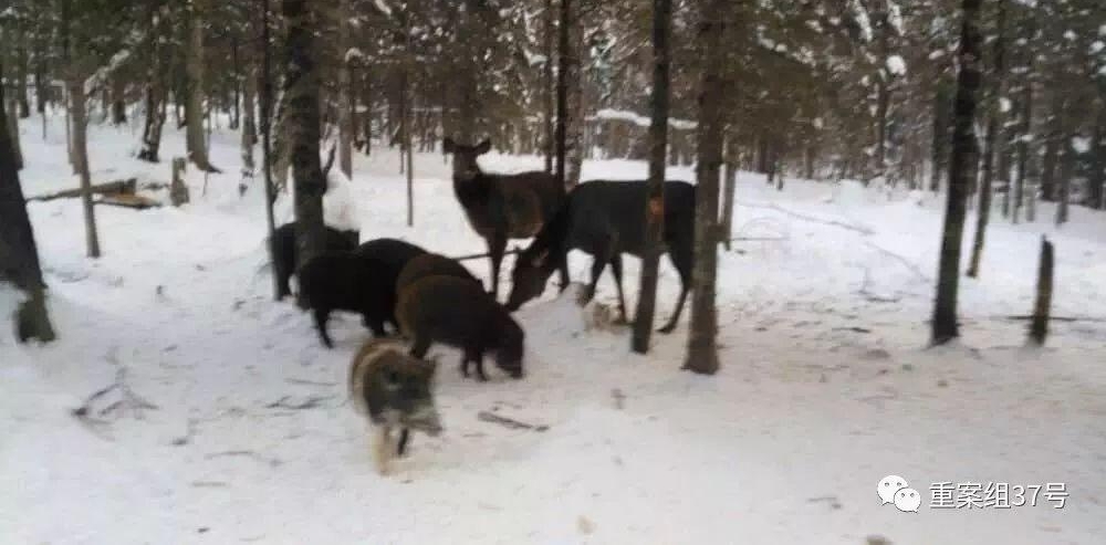 �οͷ���ŭ��ѩ��ڵ��׿������ ���ൽ����ʲô��