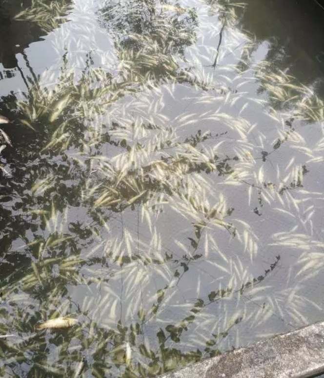 桂林12口鱼塘惨遭投毒?直接经济损失达25万元!