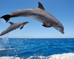 ɰĺ