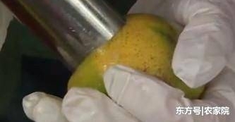 农民把按斤卖的柑桔经过这几步处理变成按克卖的茶,增加了收益