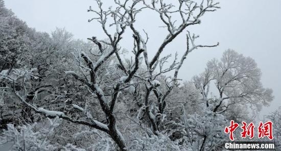 河南老君山雪后玉树琼枝美景如画