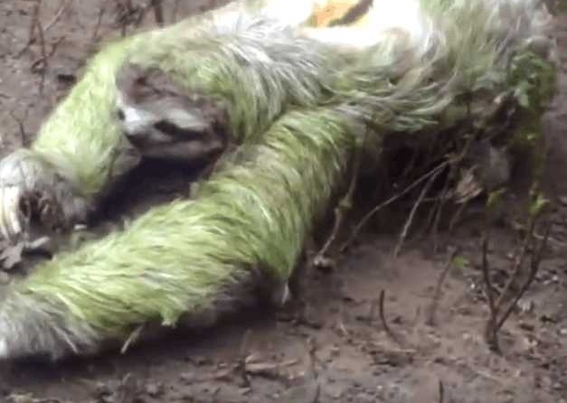 男子野外拍到“不明生物”身上长满了青苔, 细看后眼前一亮!