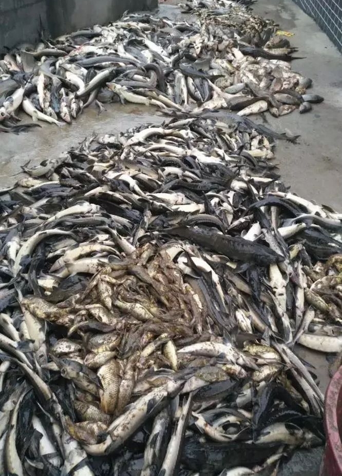 桂林12口鱼塘惨遭投毒?直接经济损失达25万元!