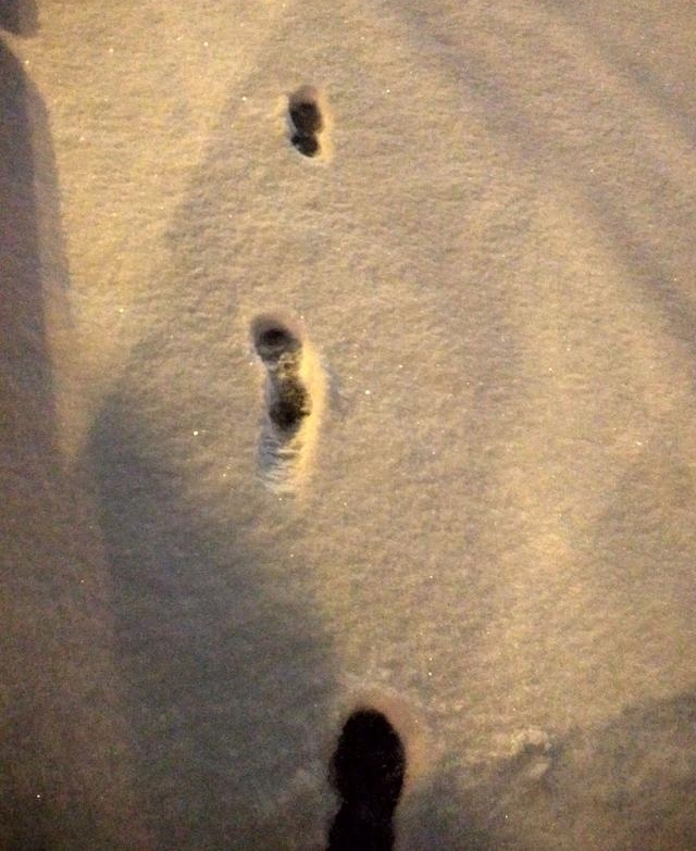 �����ĵڶ���ѩ�����½�ӡһ����