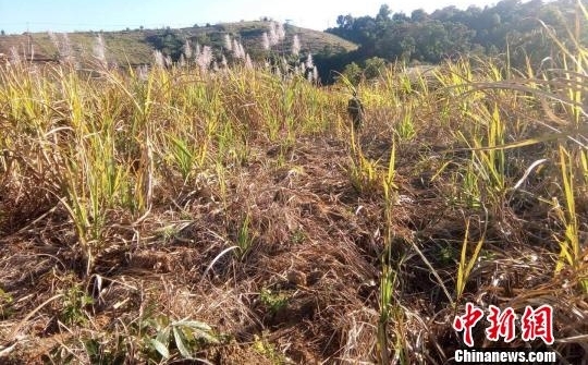 西双版纳16头野象进村采食甘蔗 当地加强监测防范