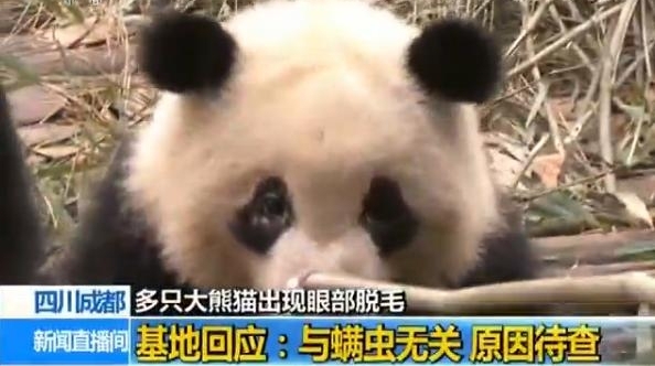 成都大熊猫繁育研究基地8只大熊猫眼部脱毛与螨虫无关原因尚未查明