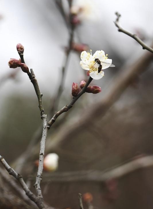 ���ݣ���ɽ̽÷