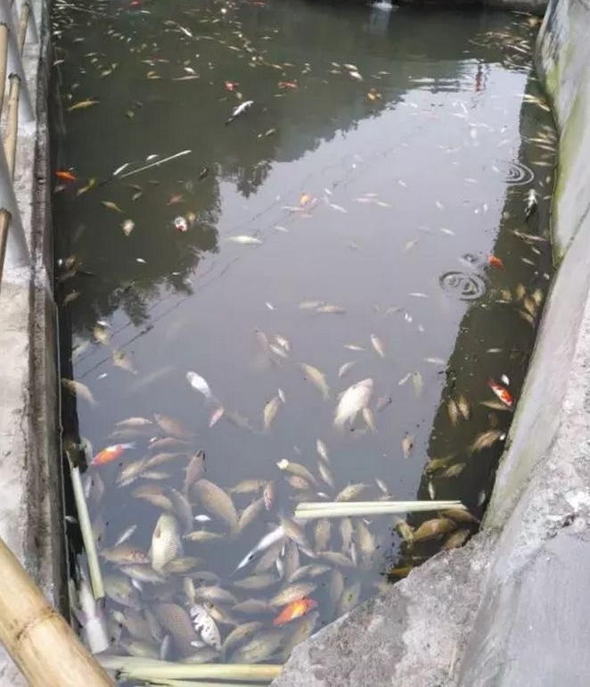 桂林12口鱼塘惨遭投毒?直接经济损失达25万元!