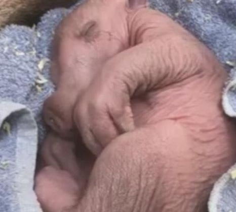 ����԰�����һ�������ӡ����ο��߽�һ������ʱ���ö��Ĳ�����