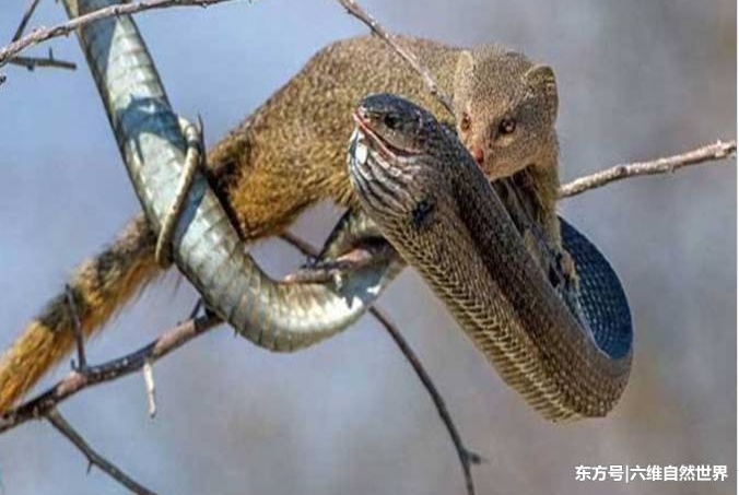 �߫B���۲�׽����ֻ���ϵڶ�����һ��һ���ͷ����ȥ��