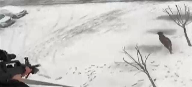 ��ѩ����ţǱ�� ��·�Ϻ��ֱײ���񾯹��ϻ���