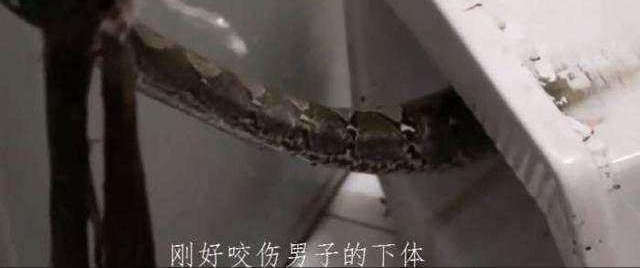 男子上厕所马桶异动, 结果男子悲剧了差点变女人