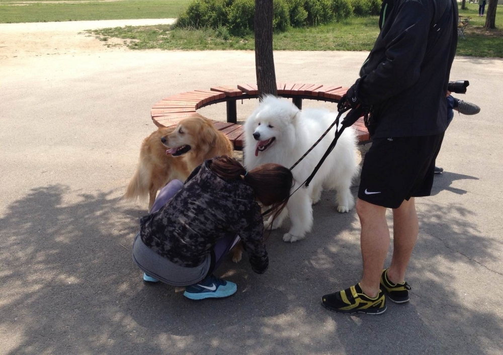 遛狗不带牵引绳,两只牧羊犬将70岁老太撞骨折