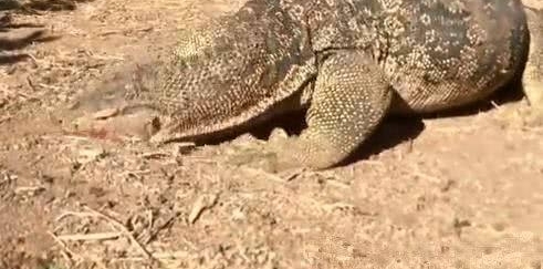 ����һ���̵���ֻС����������ã��������ڵ��ϲ���