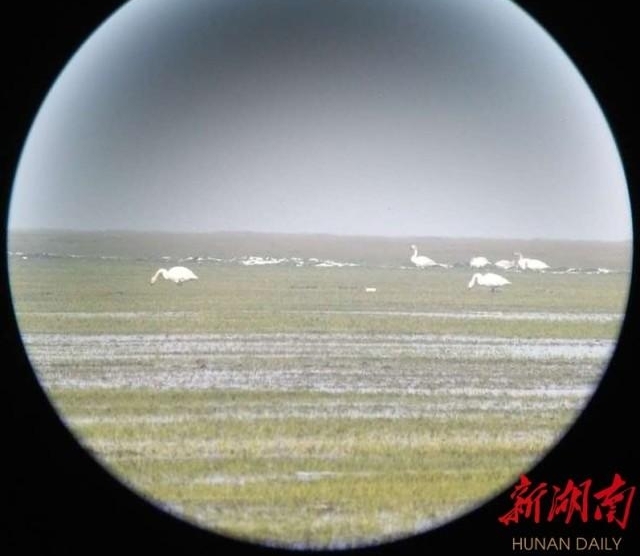 谁是湿地上最可爱的人
