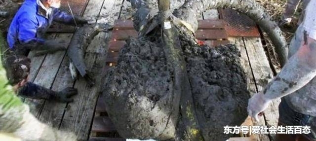 男子在家挖泳池,意外收货的东西,所有人能看呆了