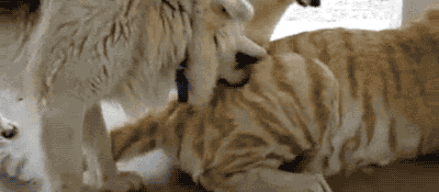 Ȯ�ƶ������Ǳ�è�Ƶ��۸���������һ����˿�����