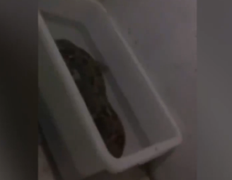 ��Ҷ���԰����С��ι������ ������Ա��ȷʵ��С����Ͷι����