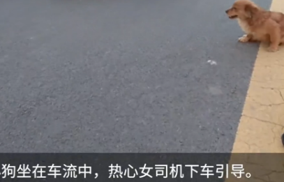 被车碾压过的小狗被困在车流中 女司机为其立警示牌守护它