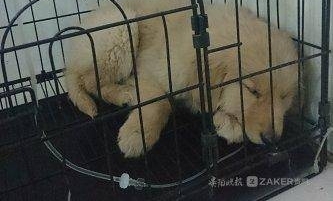 寒风中贵阳街头发现的被弃小狗 带着全国 131 位网友的爱离开了