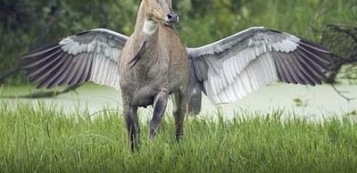 ����Ȥ�¼����������ս ����ҧ����⵽ȺŹ��