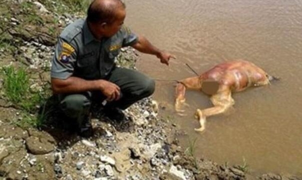 ��Σ����������17ǹ���⿳ͷ��ë ���������������5������