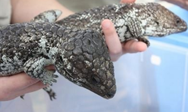 乘客携带大量活体生物被查,其中市场价高达54万