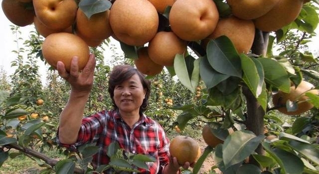 �����ø�������ũ�����׸�զ�죿��֪����
