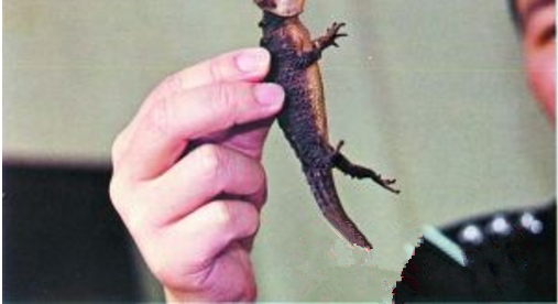 乘客携带大量活体生物被查,其中市场价高达54万
