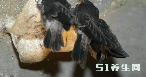 ũ����ũ�ϴ�ү�����ֱ���֥��Ҫ���ĺö�������ֵ����