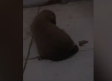 ��Ҷ���԰����С��ι������ ������Ա��ȷʵ��С����Ͷι����