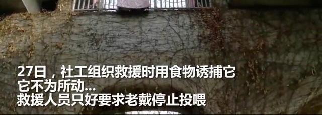 Сè���߼������꣬68���ү�������ι�������Ŷ���ʳ������è�䡭��