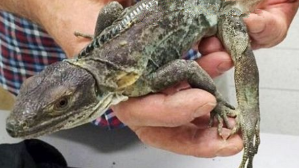 乘客携带大量活体生物被查,其中市场价高达54万