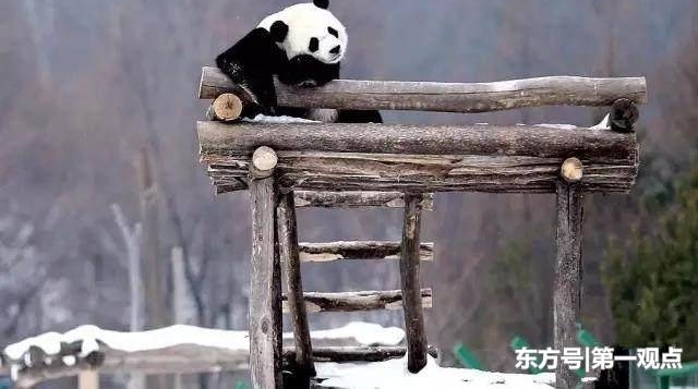 2018������ôȥѩ�磿�������δ��ֱͨ����VIPС����ֱ��