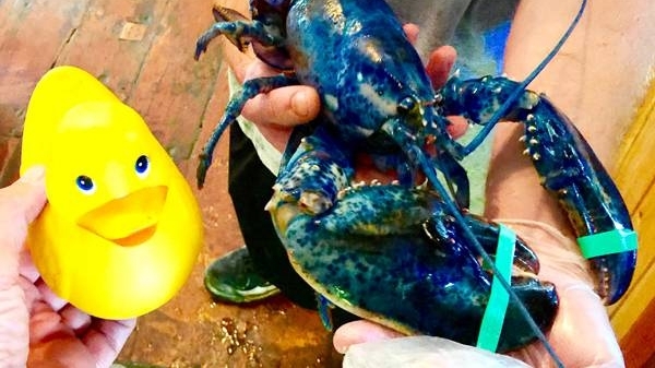 �������������Ⲷ����ɫ���壬��ϸ�鿴˲�������ֻ���