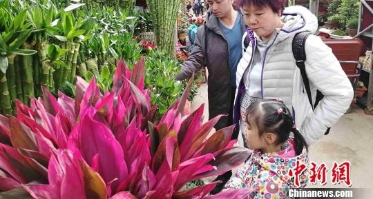 春节临近年味渐浓 西安民众花市购“浪漫年货”