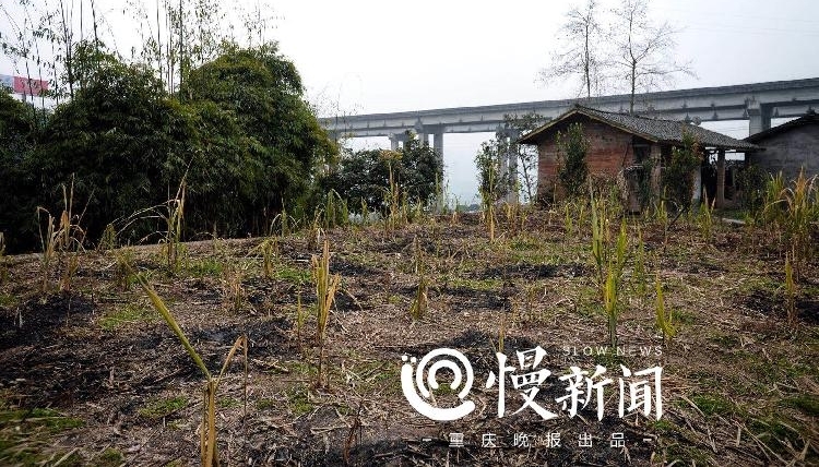 ������Ȩ���Ǵ壬������������100����