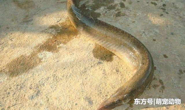 �������ѡ���������, ��˵�ж����ҳ�, ���ڰ�Ԫһ���м��޻�