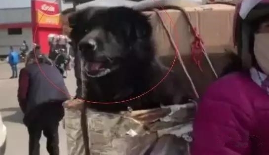 �ͳ���׼Я�����ũ����Ħ�д����ؼҹ��꣬����Ц�ĺ���